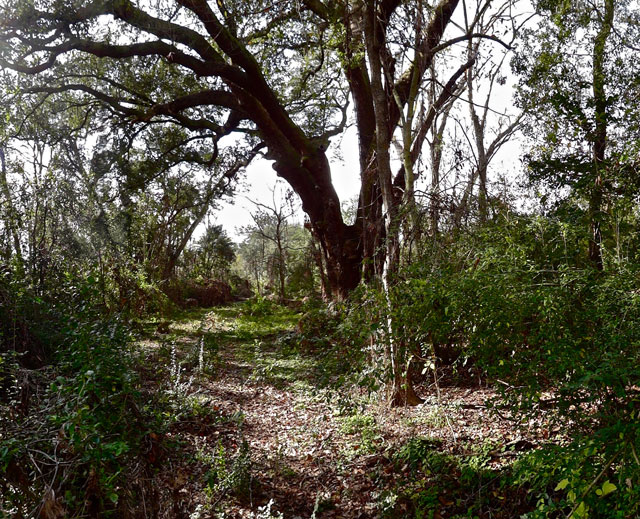 Image result for lynching tree